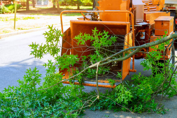 Best Large Tree Removal  in USA